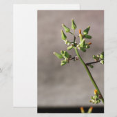 Papeterie Petits boutons de fleurs (Devant / Derrière)