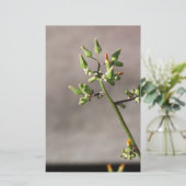 Papeterie Petits boutons de fleurs (Debout devant)