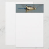 Papeterie Phoque du port à La Jolla en Californie (Devant / Derrière)