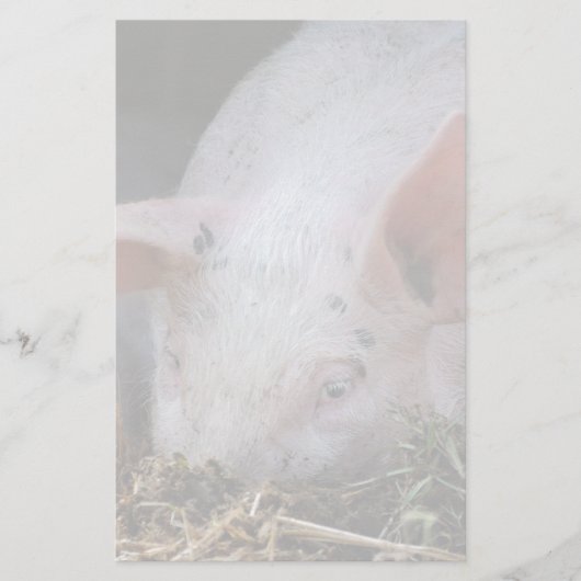 Papeterie Photo de cochon rose (Devant)