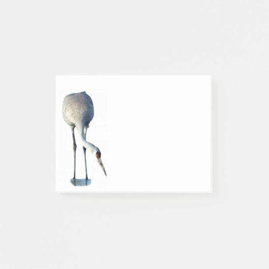 Papeterie photo Sandhill Crane 4x3 Notes post-it (Devant)