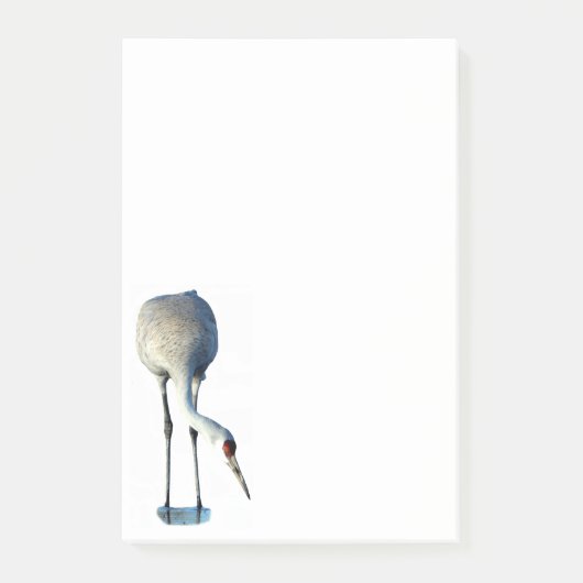 Papeterie photo Sandhill Crane 4x6 Notes post-it (Devant)