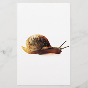 Papeterie Photographie de la nature d'un escargot de jardin
