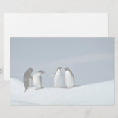 Papeterie Pingouins d'Adelite, Antarctique (Devant / Derrière)
