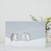 Papeterie Pingouins d'Adelite, Antarctique (Debout devant)