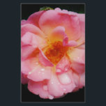 Papeterie Pink Rose w/ Dew Drops Black Background<br><div class="desc">Rose rose avec gouttes de pluie Arrière - plan noir Apportez la beauté de la nature à toutes les occasions spéciales avec cette Rose rose populaire, Parfait pour les fiançailles mariage, fêtes de mariée, anniversaires, anniversaires, fêtes de jardin Ajouter un texte sur Produits. Tout est entièrement personnalisable. Pour ajouter/modifier le...</div>