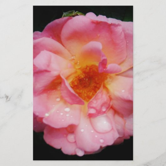 Papeterie Pink Rose w/ Dew Drops Black Background (Devant)