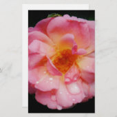 Papeterie Pink Rose w/ Dew Drops Black Background (Devant / Derrière)