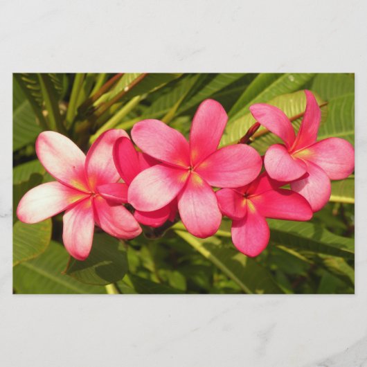Papeterie Plumeria (Devant)