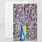 Papeterie Plumes fines Peacock Mating Plumage (Devant / Derrière)