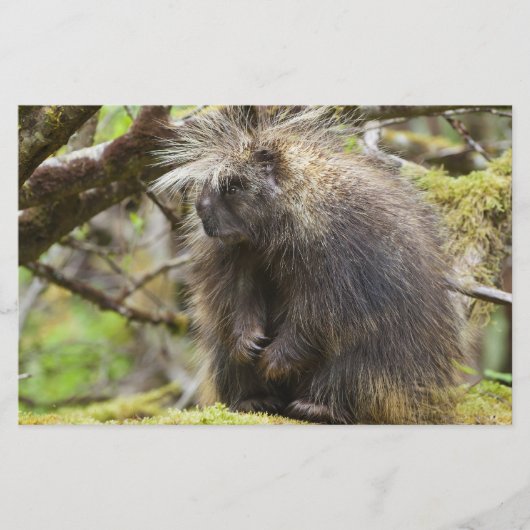 Papeterie Porcupine déterminé (Devant)