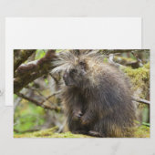 Papeterie Porcupine déterminé (Devant / Derrière)
