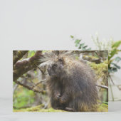 Papeterie Porcupine déterminé (Debout devant)