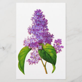 Papeterie Redoute Lilacs
