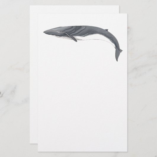 Papeterie Rorcual commun (Devant / Derrière)