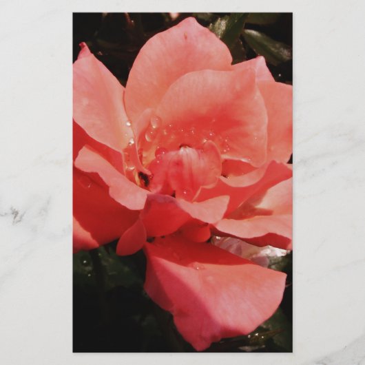 Papeterie rose de pêche et détritus (Devant)