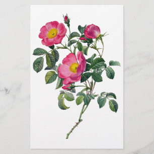 Papeterie Roses de Pierre Joseph Redoute