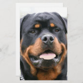 Papeterie rottweiler (Devant / Derrière)