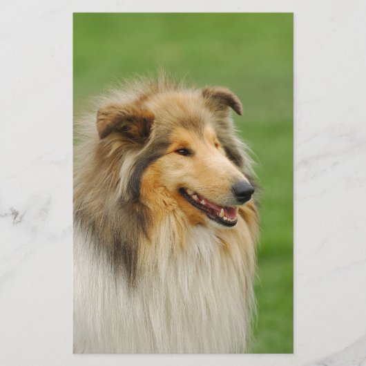 Papeterie Rough Collie (Devant)