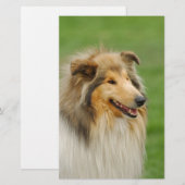 Papeterie Rough Collie (Devant / Derrière)