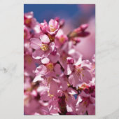 Papeterie Sakura Cherry Blossoms embrassés par Sunlight (Devant)