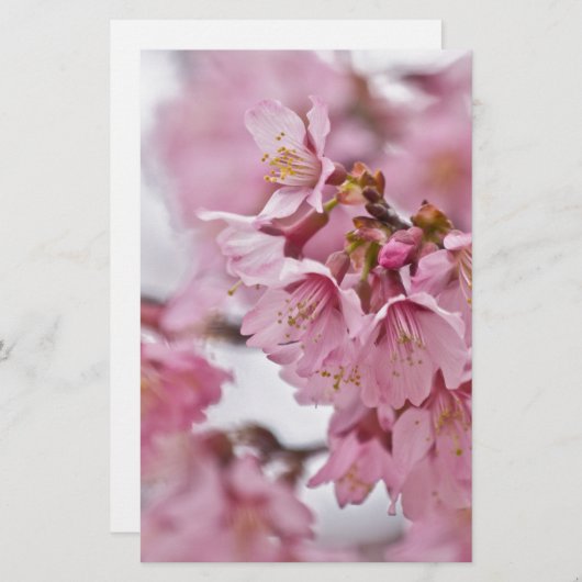 Papeterie Sakura Cherry Blossoms rose pâle (Devant / Derrière)
