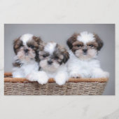 Papeterie Shih Tzu puppies (Devant)