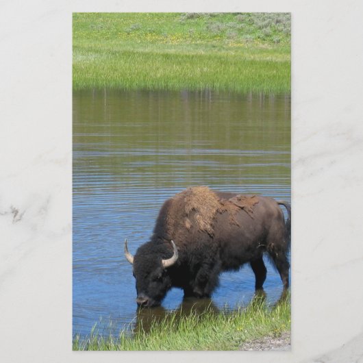 Papeterie Souvenir de Buffalo de Yellowstone (Devant)