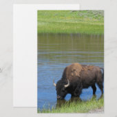 Papeterie Souvenir de Buffalo de Yellowstone (Devant / Derrière)