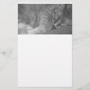 Papeterie Tabby orange Chat/Photographie noir et blanc