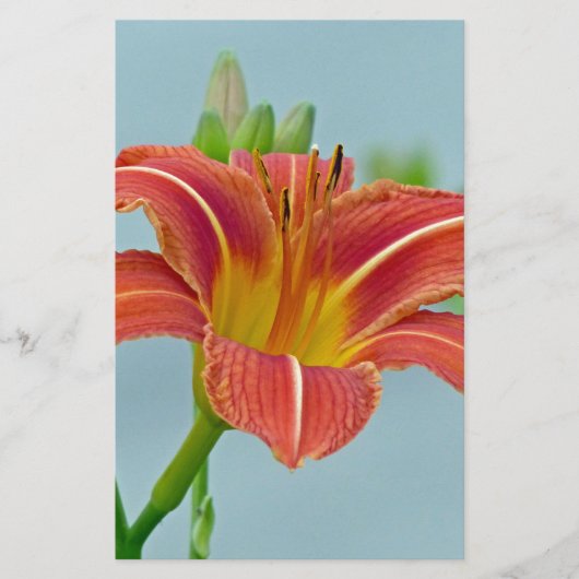 Papeterie Tiger Daylily (Devant)