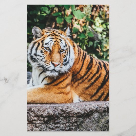 Papeterie Tigre (Devant)