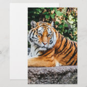 Papeterie Tigre (Devant / Derrière)