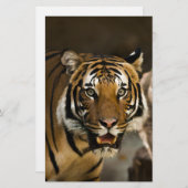 Papeterie Tigre de Sibérie (Devant / Derrière)