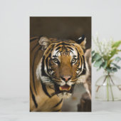 Papeterie Tigre de Sibérie (Debout devant)