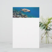 Papeterie Tortue de mer (Debout devant)