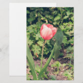 Papeterie Tulipe (Devant / Derrière)