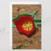 Papeterie Tulipe rouge du printemps (Devant / Derrière)