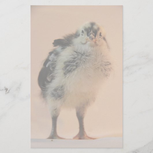 Papeterie Ugly Chick (Devant)