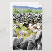 Papeterie Vaches Moo (Devant / Derrière)