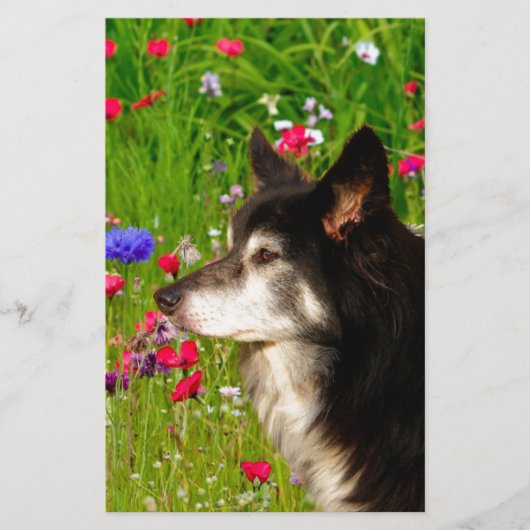 Papeterie Valentine Frontière Collie avec de belles fleurs (Devant)