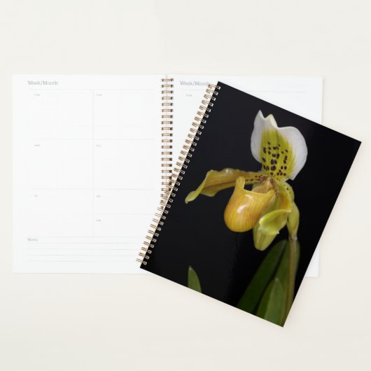 Paphiopedilum Exul (Devant avec enveloppe)