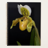Paphiopedilum Exul (Devant)