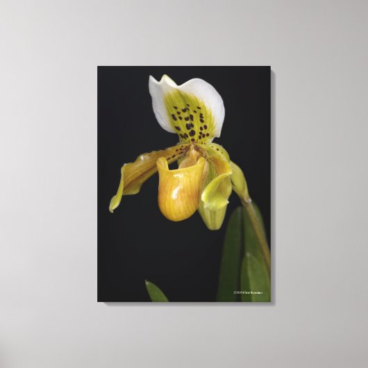 Paphiopedilum Exul Canvas Afdruk (Voorkant)