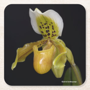 Paphiopedilum Exul Vierkante Kartonnen Onderzetter