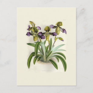 Paphiopedilum hirutissimum, van W H Fitch Briefkaart