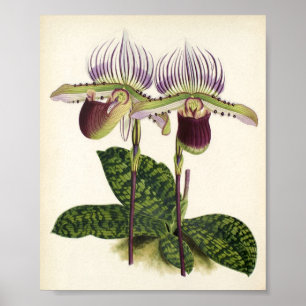Paphiopedilum lawrenceanum poster