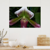 Paphiopedilum Orchid Poster (Keuken)