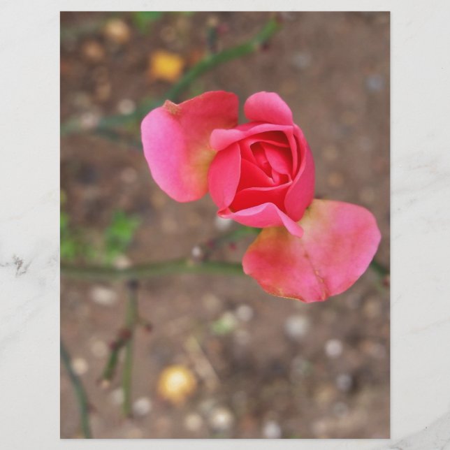 Papier A November rosebud (Devant)