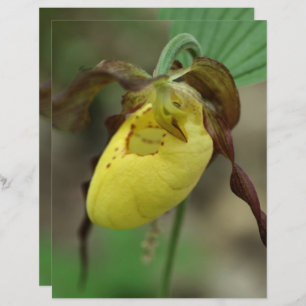 Papier à papier à chandelle jaune Lady Slipper Orc